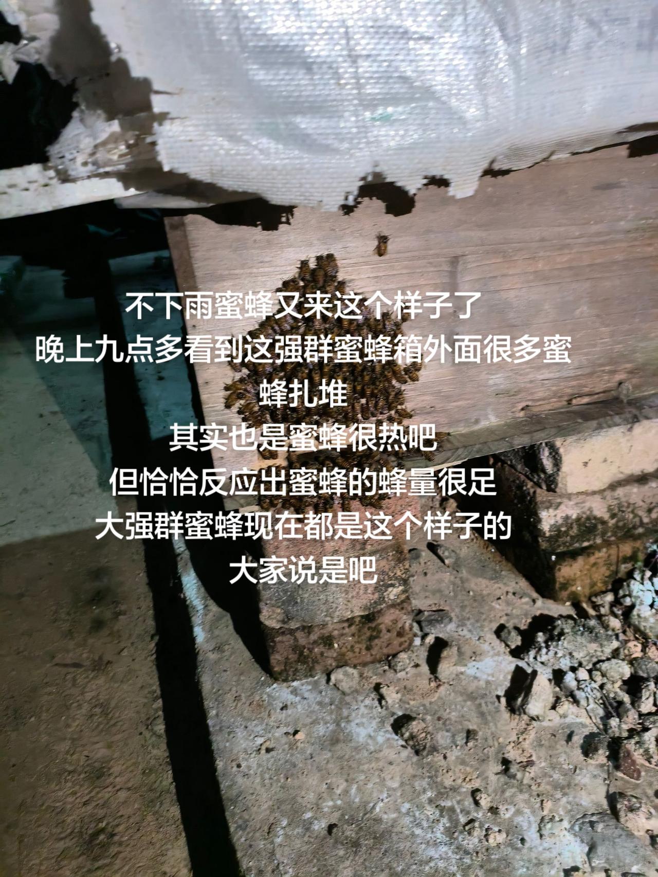 不下雨蜜蜂又来这个样子了
晚上九点多看到这强群蜜蜂箱外面很多蜜蜂扎堆
其实也是蜜