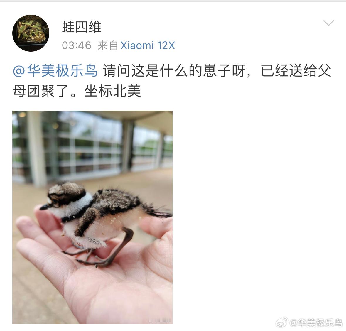#鸟粉投稿# 【双领鸻héng】的宝宝属于早成鸟奥。从小就是大长腿出壳后就可以跟