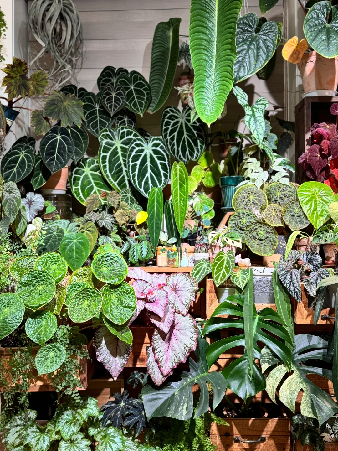 今天的植物墙C位给到火鹤后