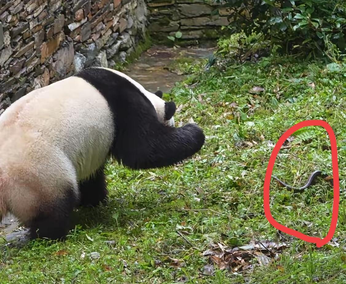 福宝福公主拍晕了一条蛇
福宝正在悠闲巡游领地
忽然发现有蛇闯入
直接一巴掌上去蛇