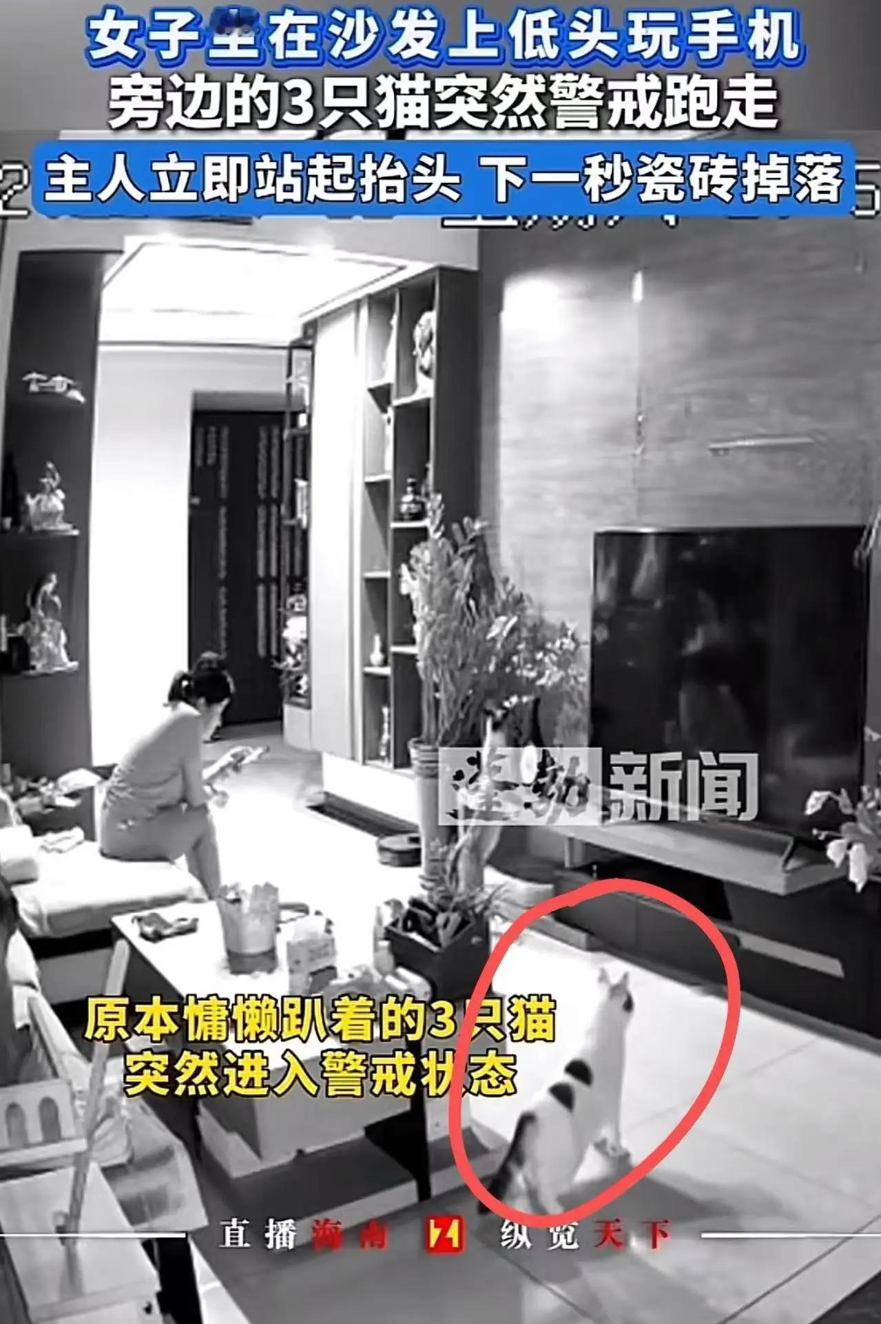 太神奇了！女子坐在沙发上低头玩手机，旁边的三只猫突然跳起来就跑，女子下意识地跟着