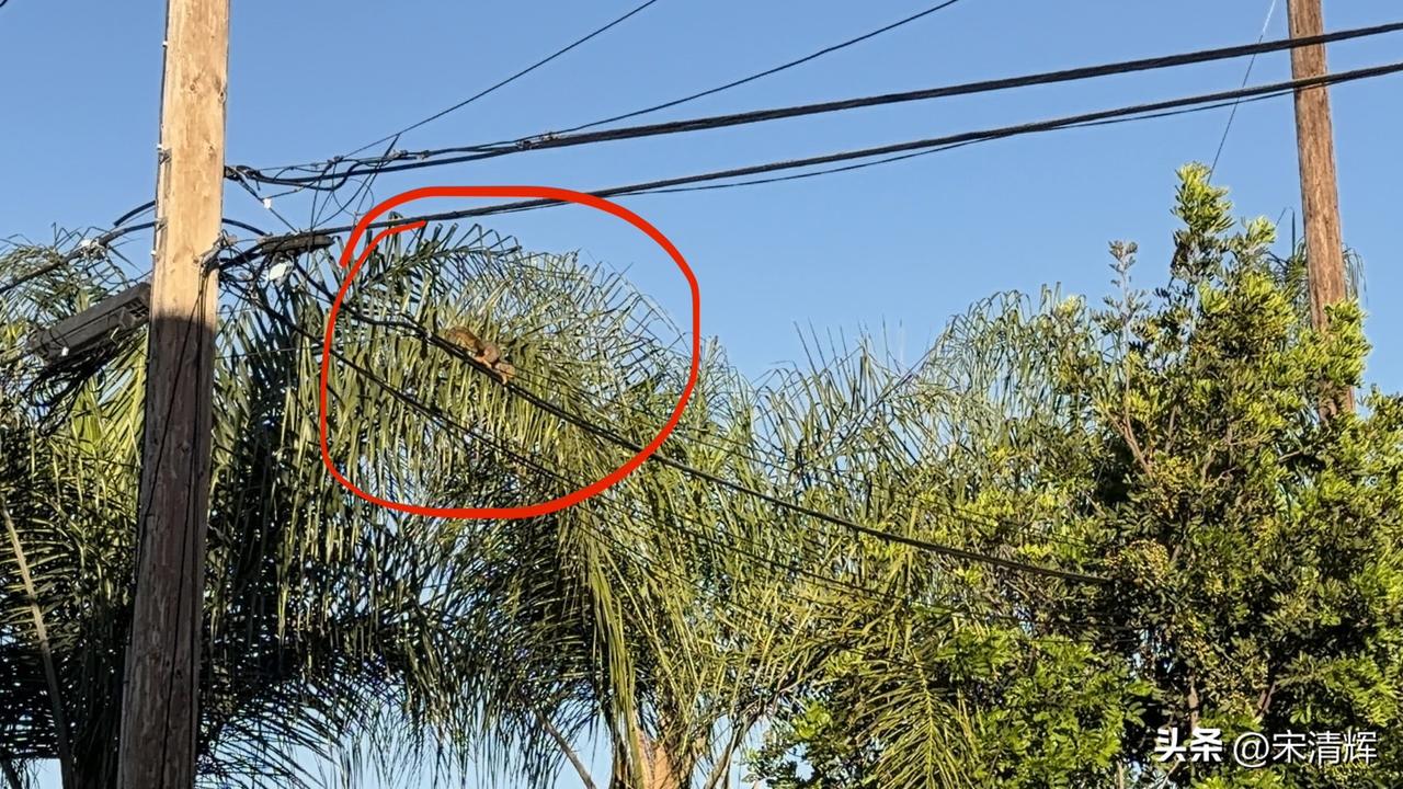 （1561）：昨天，一只松鼠到我们家，转了一圈才离开，可能是孩子想回家看看了。