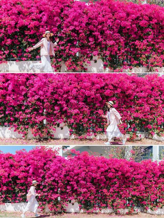 南沙超长三角梅花墙🌸🌸开启粉色浪漫世界🔛