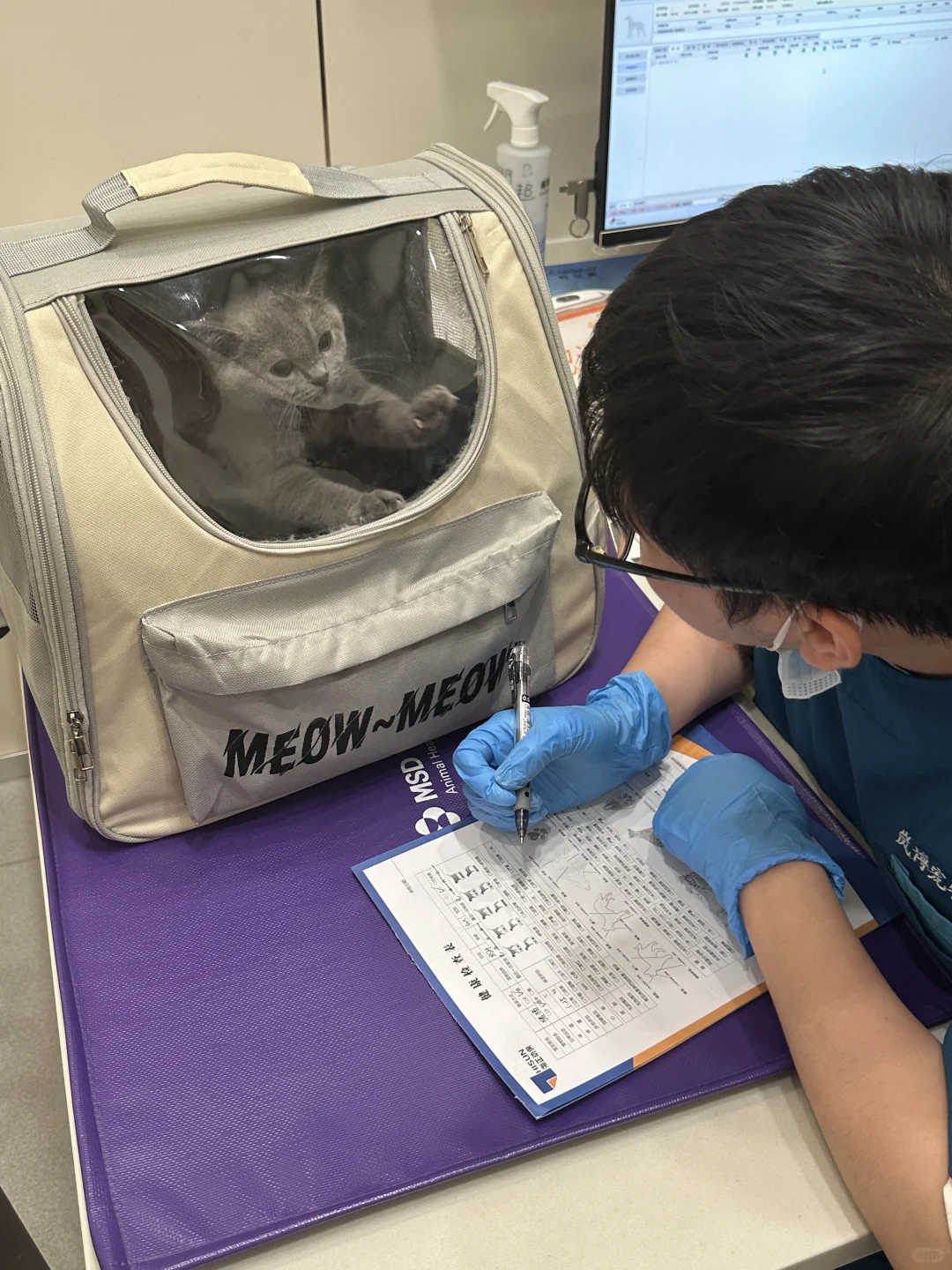 暴躁猫咪🐈‍⬛看医生🩺啦！是时候给宝宝打针