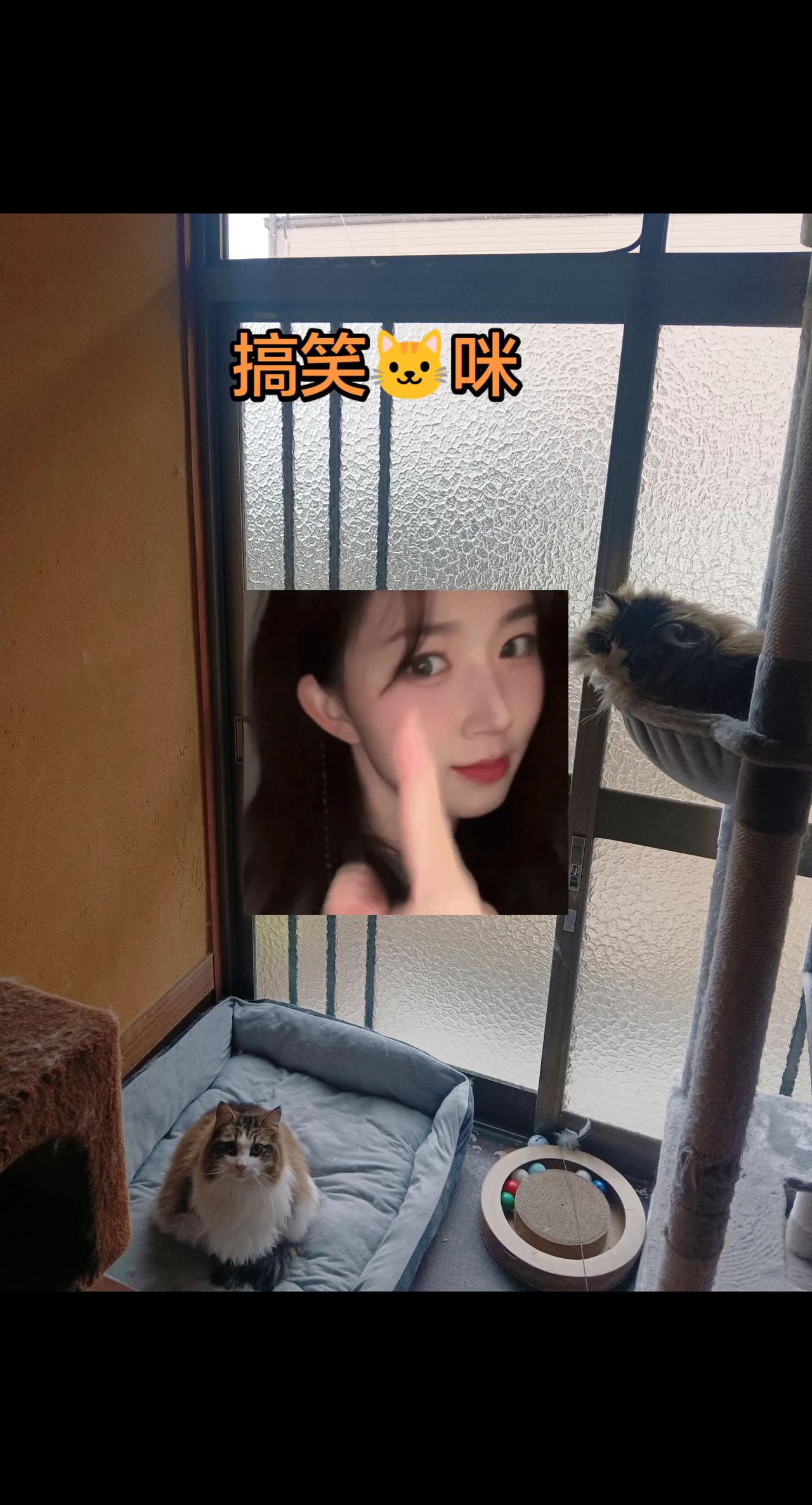 傻猫搞笑日 猫咪 猫抓板