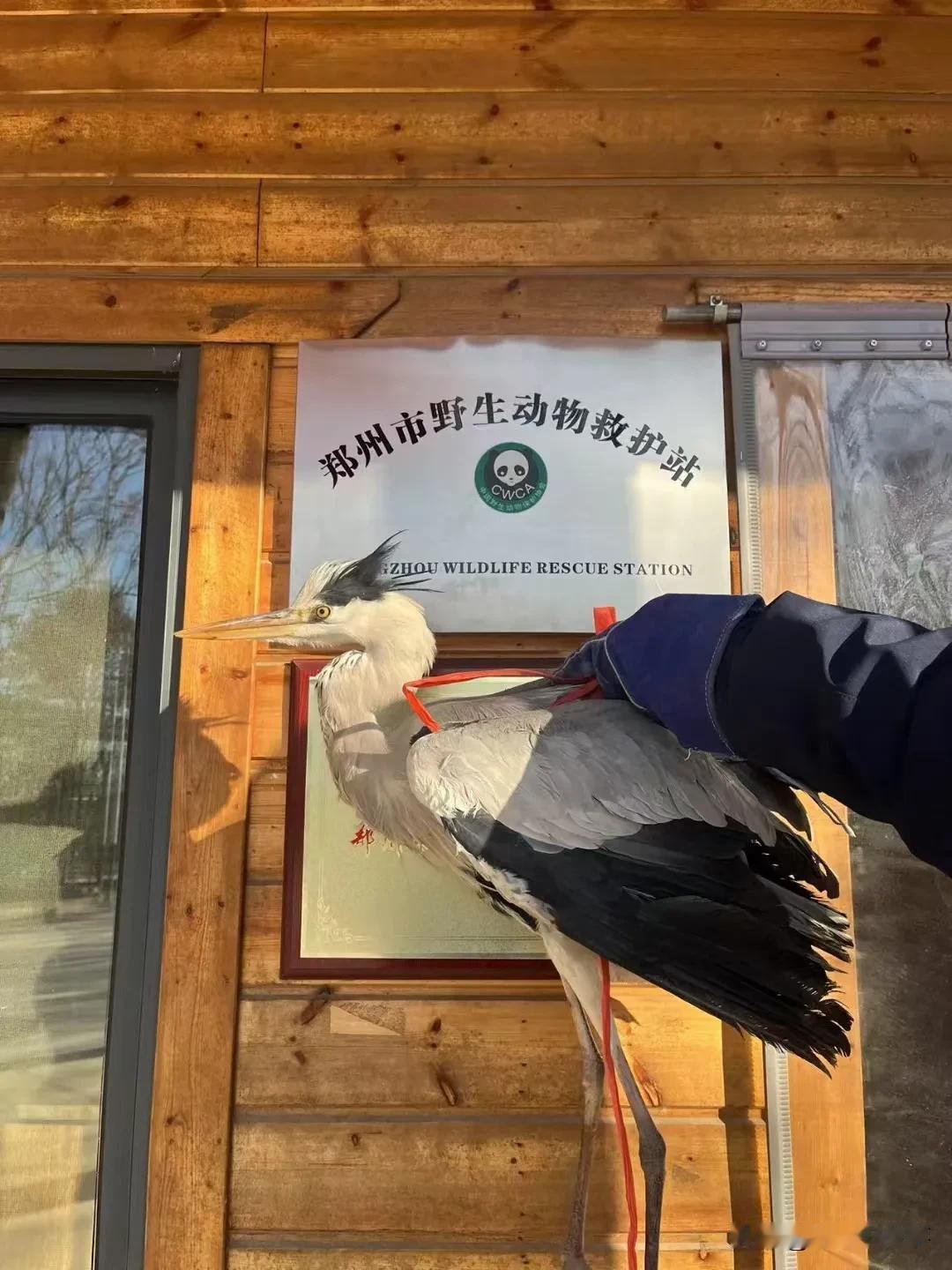 今天，登封市林业局的工作人员移交给郑州市野生动物救护站一只国家三有保护动物：苍鹭