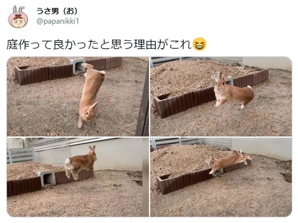 宠物兔挖土三年后变肌肉壮兔 ​​​