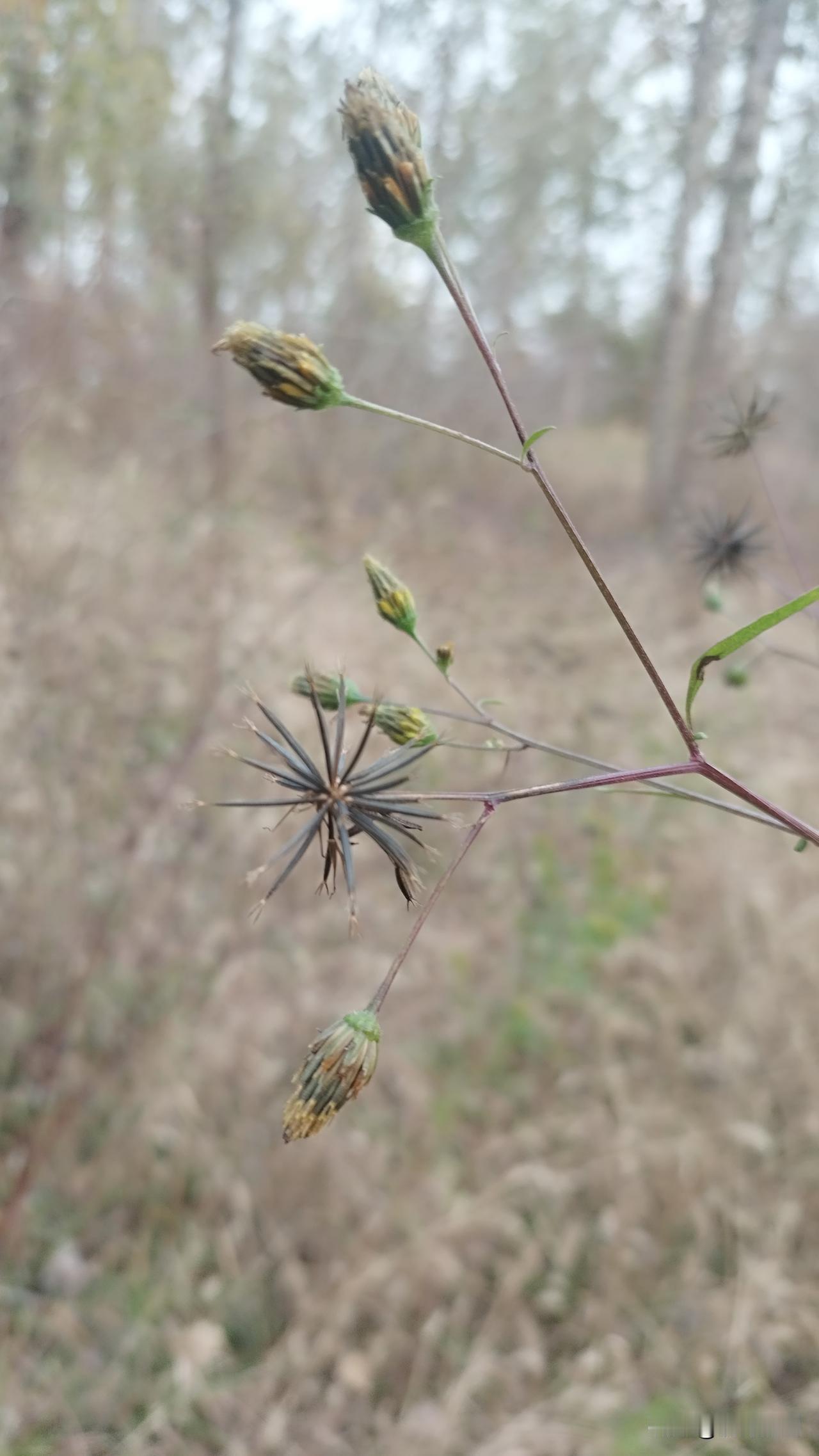 浪了一圈，还是决定回头条了，至于能不能再挣到钱，只能看平台大大给不给流量，另一半