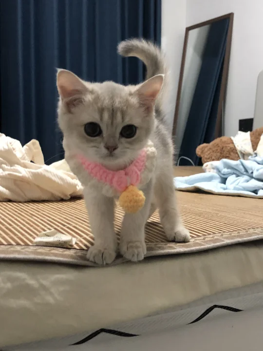 人，我是芋泥！