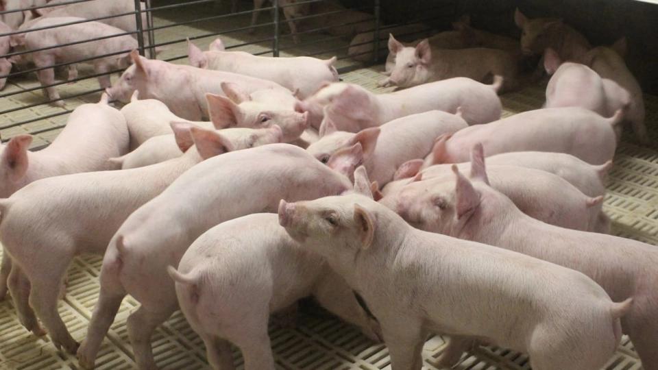 每卖一头猪亏五百块，这种事已经持续半年了。
不是小散户，是整个行业。
最离谱的地