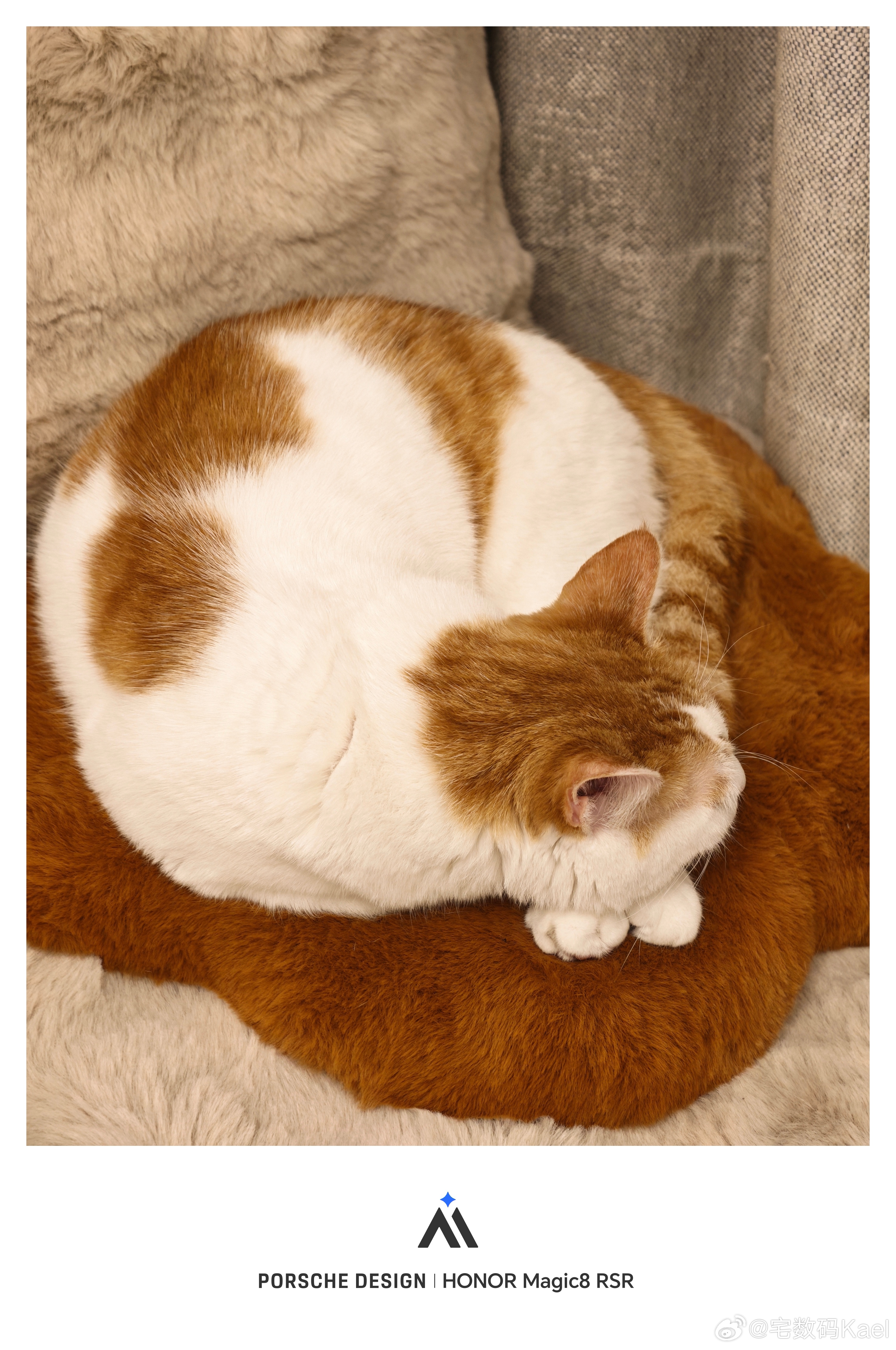 橘二选了个和自己的毛毛颜色很像的垫子趴着，可爱