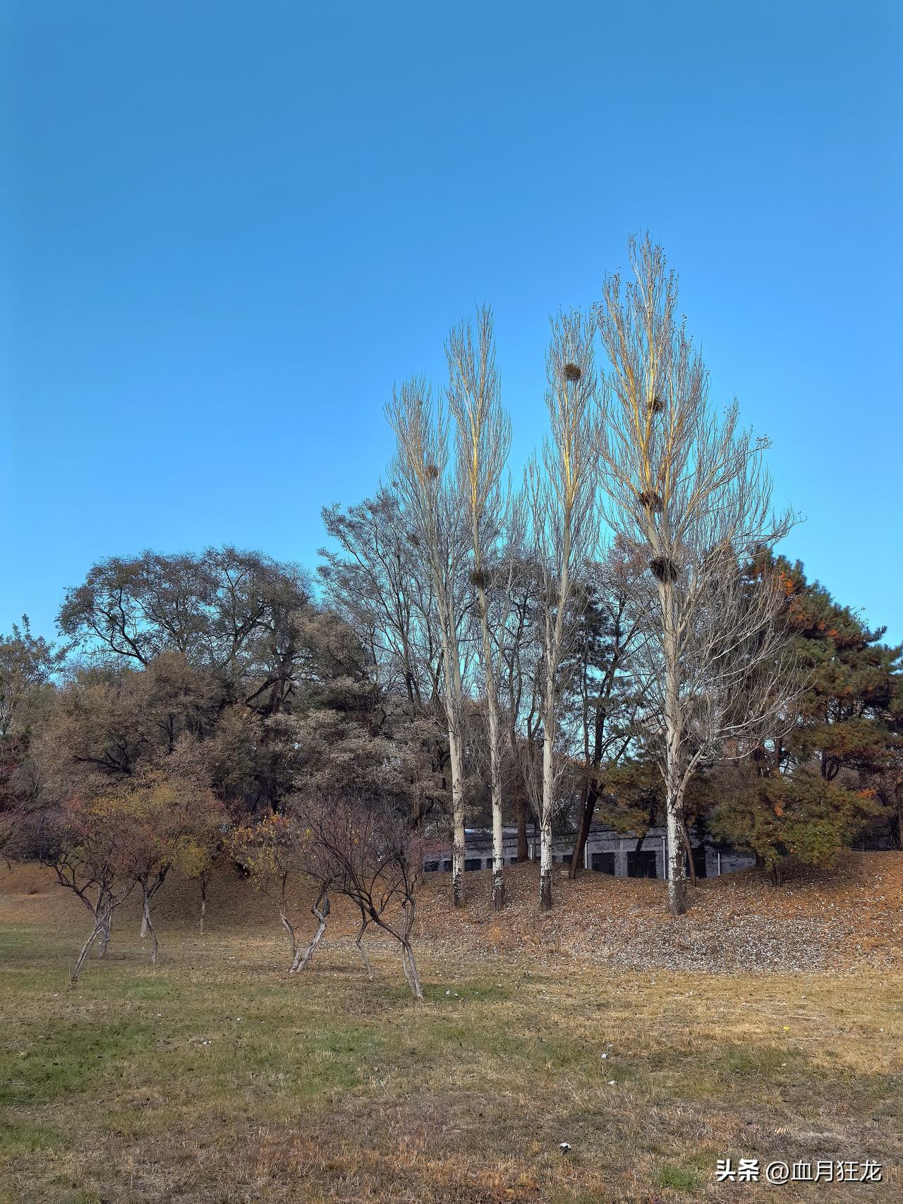 今天小乌感觉要疯了！小乌家里一个政客，表示要组建一支神军，要打穿大俄，然后过黑龙