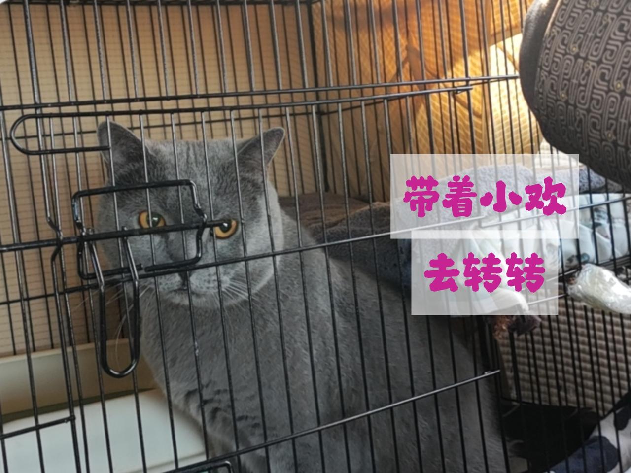 分享一下你随手拍下的照片铁笼关不住眼底的光，蓝灰色的毛裹着温柔与倔强，等一个拥抱