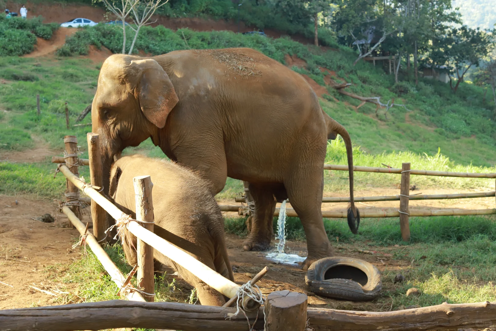 清迈｜和大象一起喝咖啡☕️，动物与人和平共处