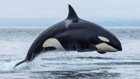 提起大海中的虎鲸，大家是不是就想起来关于虎鲸这个海洋该溜子的各种有趣视频，一尾巴