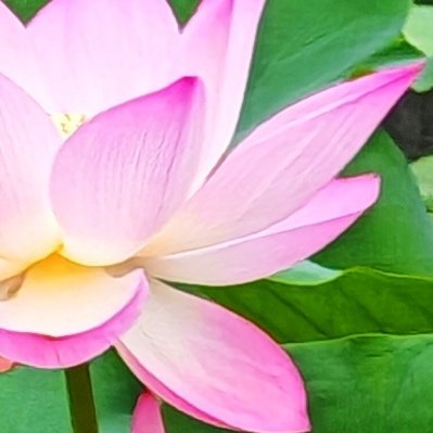 每日一善 莲出淤泥，心自澄澈。守本心，存善念，于俗世中静静生长，便是最好的修行。