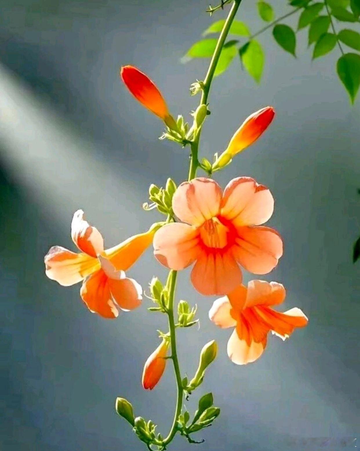 繁花携清露，满目皆是夏日温柔～寻美河南