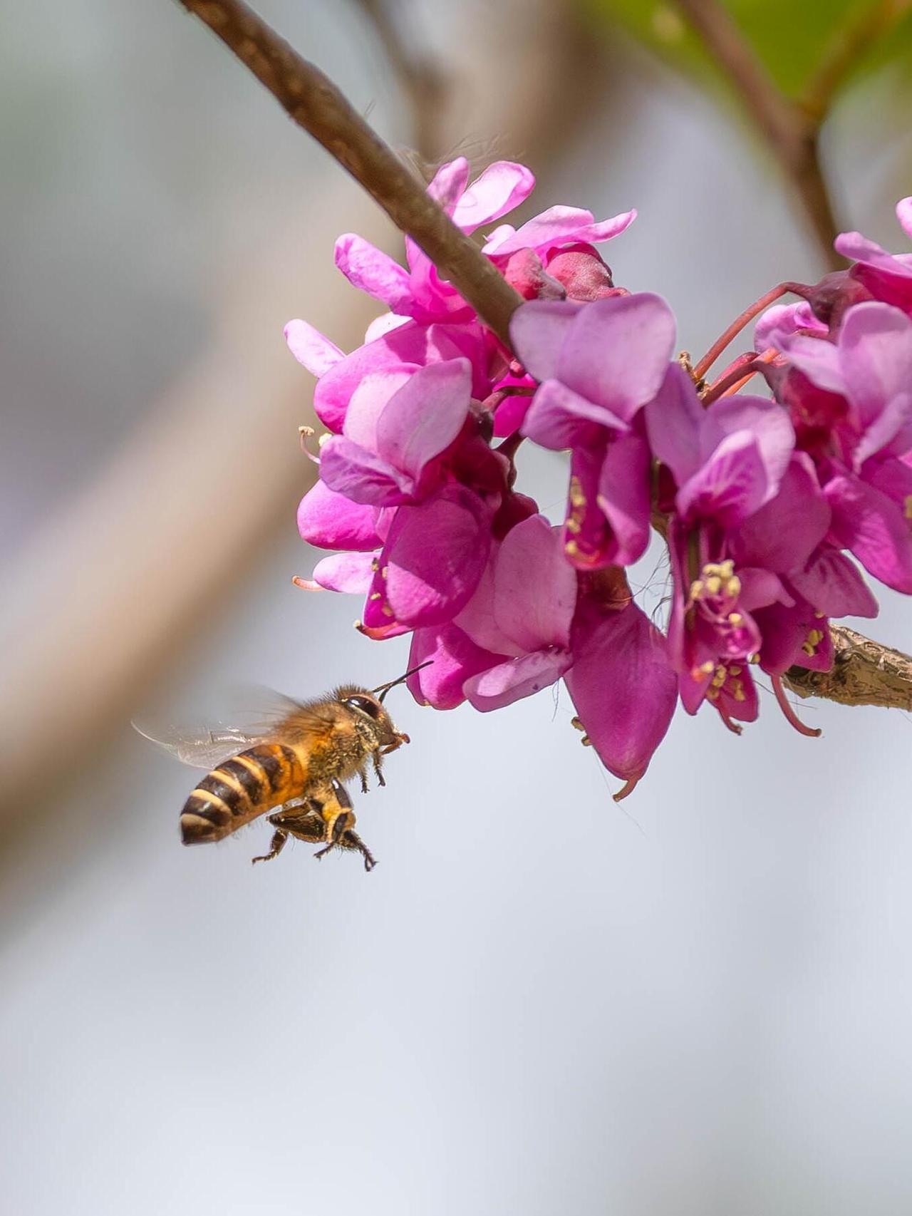 又到忙碌采蜜时。。。