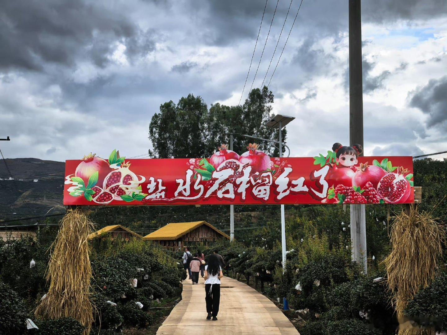 云南会泽5万亩石榴树结下致富果在会泽县石榴产业园区，智能分选机通过光谱检测技术，