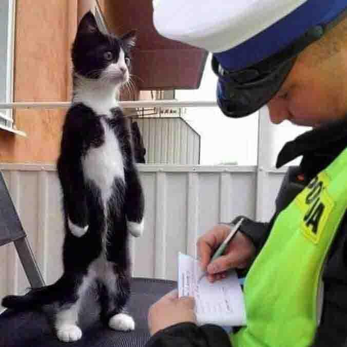 “姓名、年龄、住址、从事恐怖活动多久了？”
🐱：“我，我只是偷了一片培根啊。