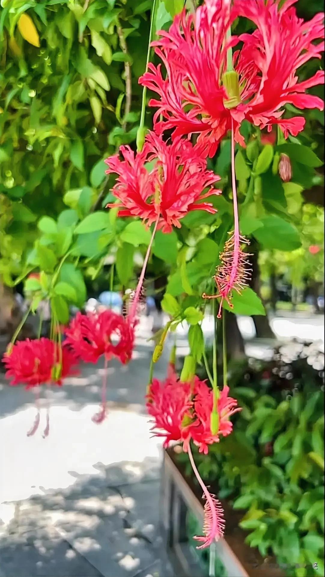 对联挑战：邀请下联妙笔你来对？
上联：红蕊飞花舞，
下联：邀请[玫瑰][作揖]
