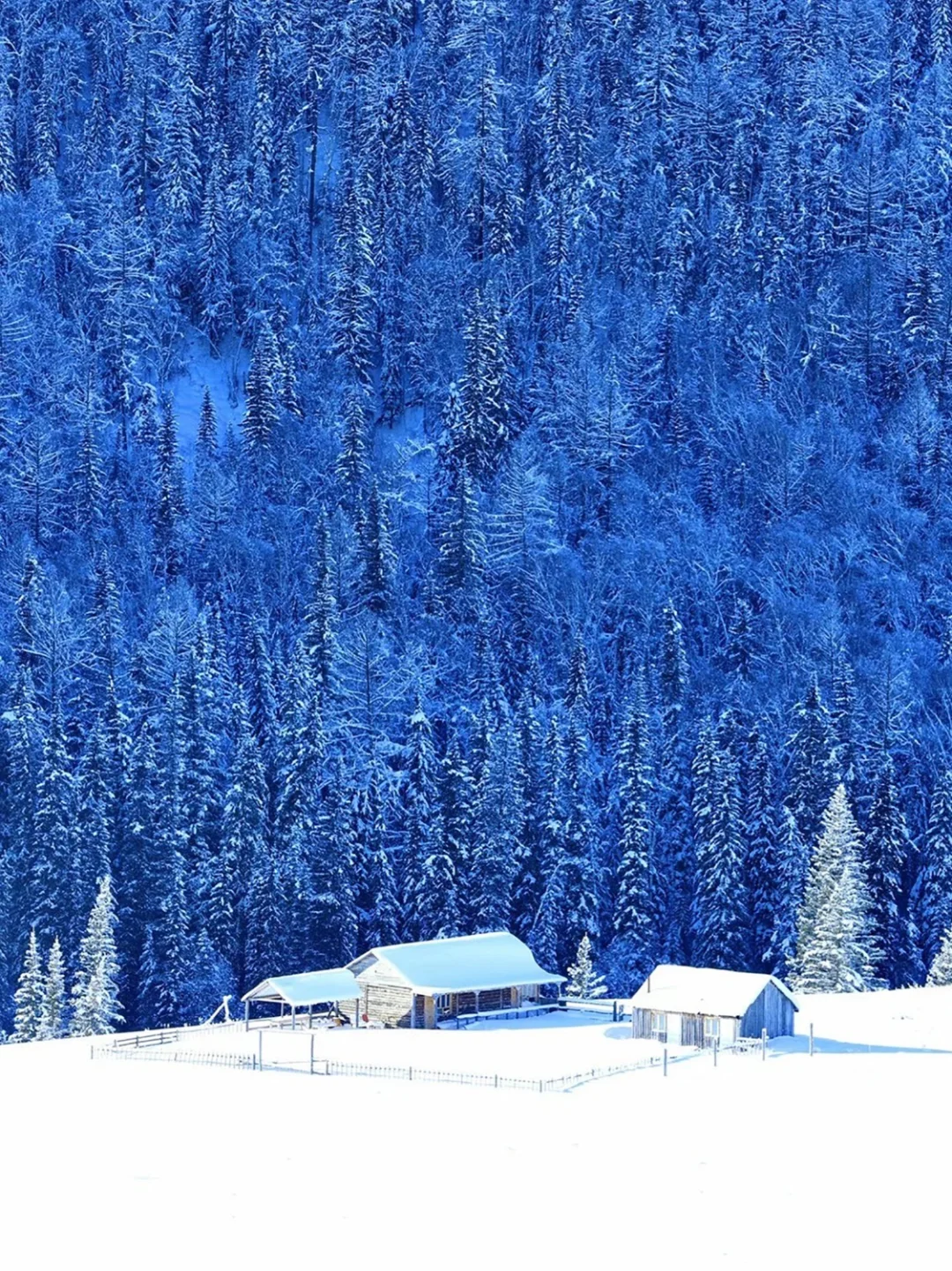 阿勒泰冬季寻梦之旅，5天我们能看到什么