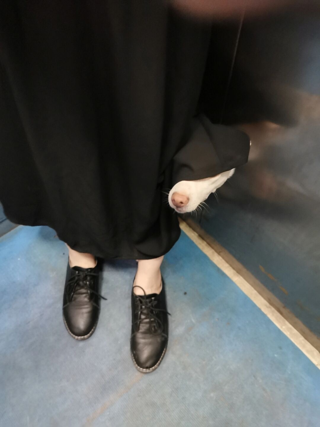 养了一只i 狗是什么体验…[收到] ​​​