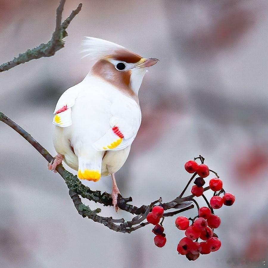 🐦 在北欧和北美北部的针叶林里，生活着一种堪称鸟类界时尚偶像的小家伙——太平鸟