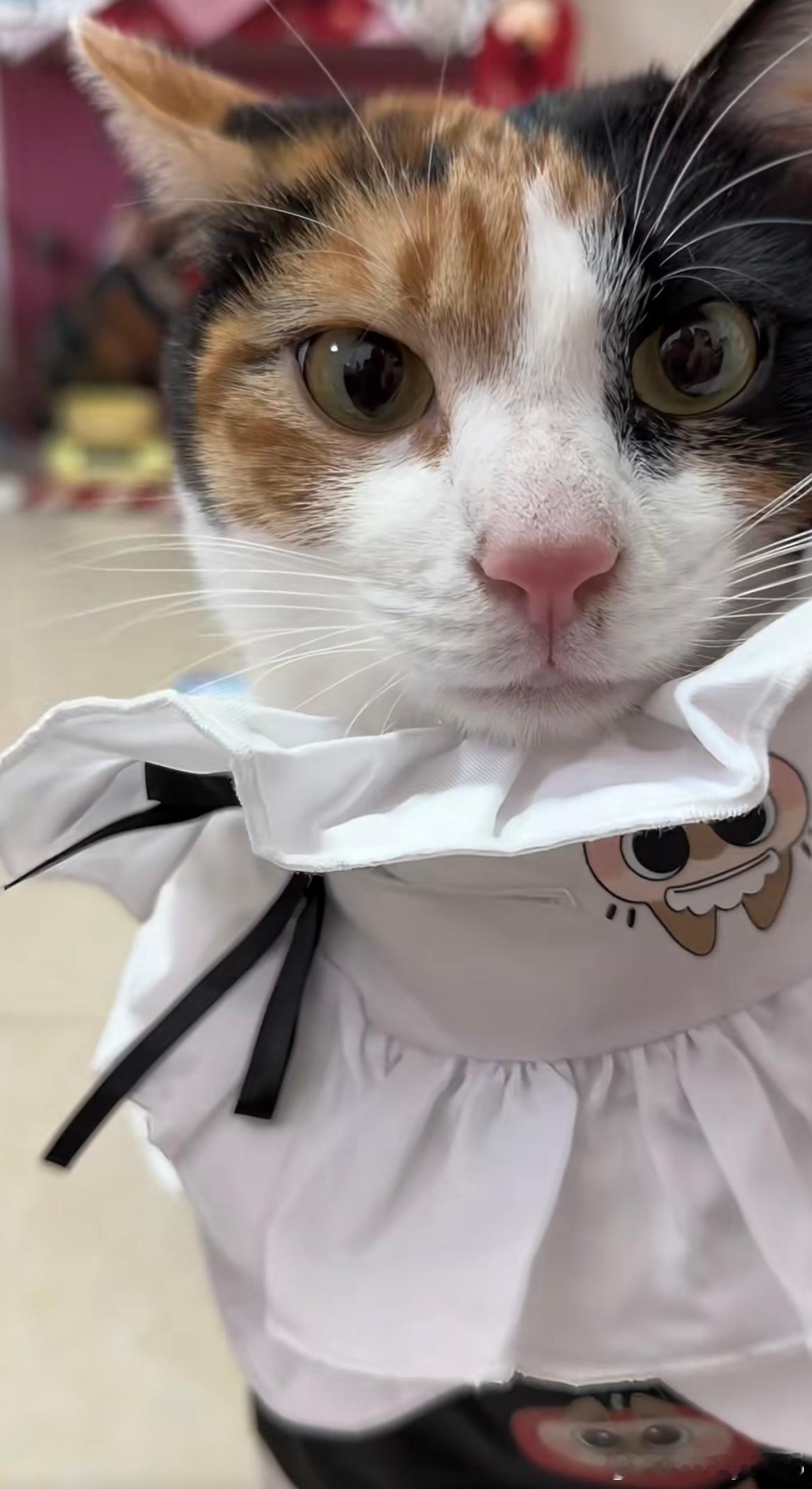 我大开门看镜头又美萌到了一个新阶段 女明星的镜头感 