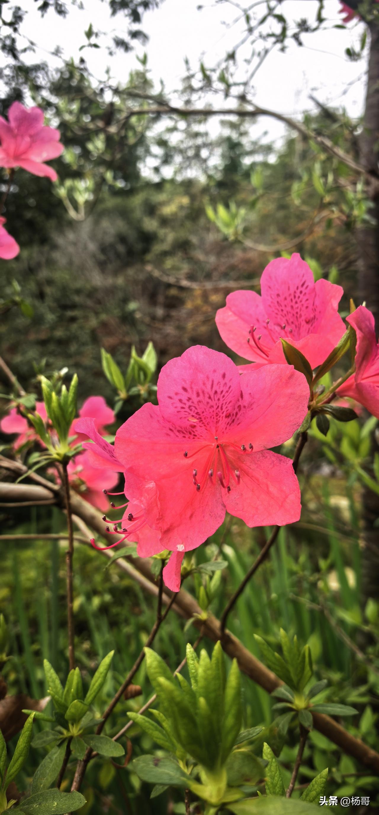 春日生活打卡季