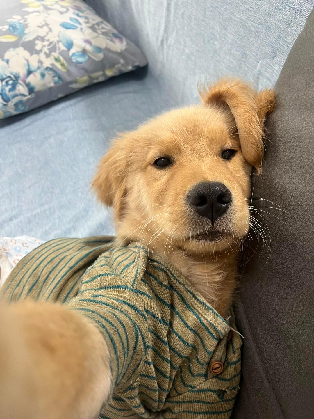 人，小狗发自拍了 