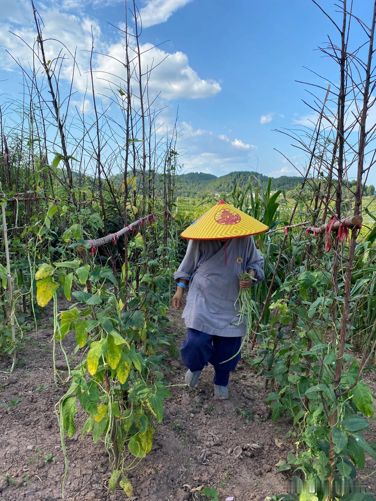 在寺院里认识一位比丘尼师傅，60多岁了，种了好几块地的蔬菜，她说无论在家时还是出
