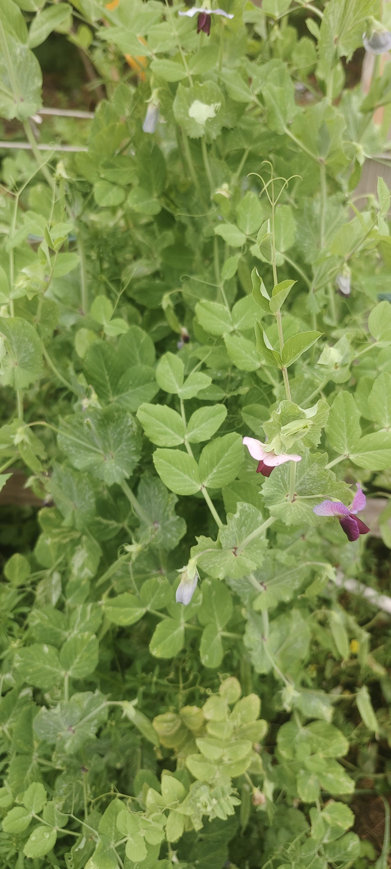 南方人北方人，大家都来看看这叫什么豆？又咋吃呢？嫩的时候炒着吃，还是等老了吃豆米