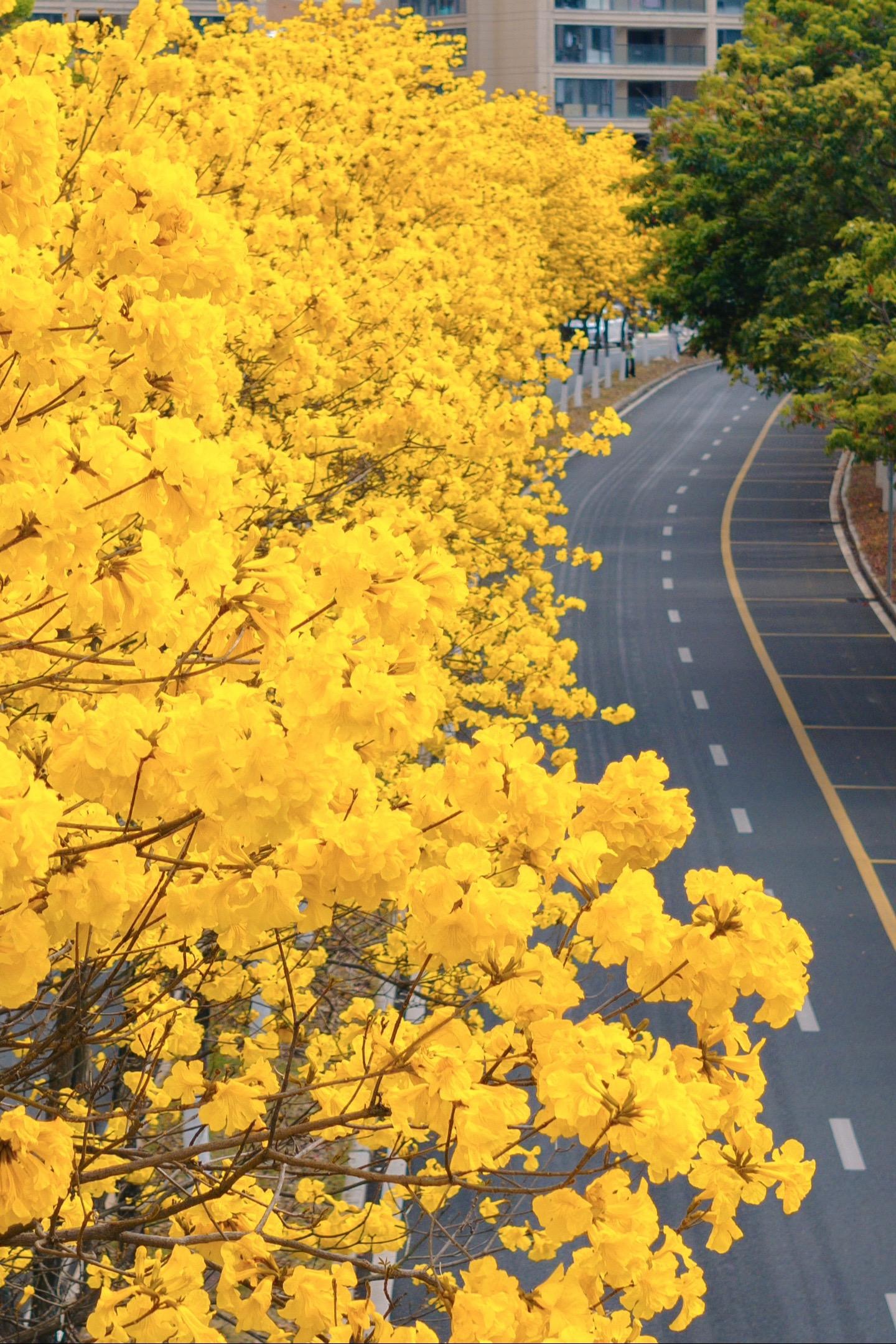 紫金山的花都开好了，你什么时候来…治愈系风景