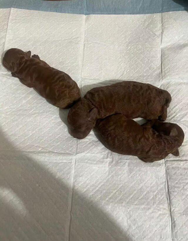 这是刚出生的泰迪 ​​​