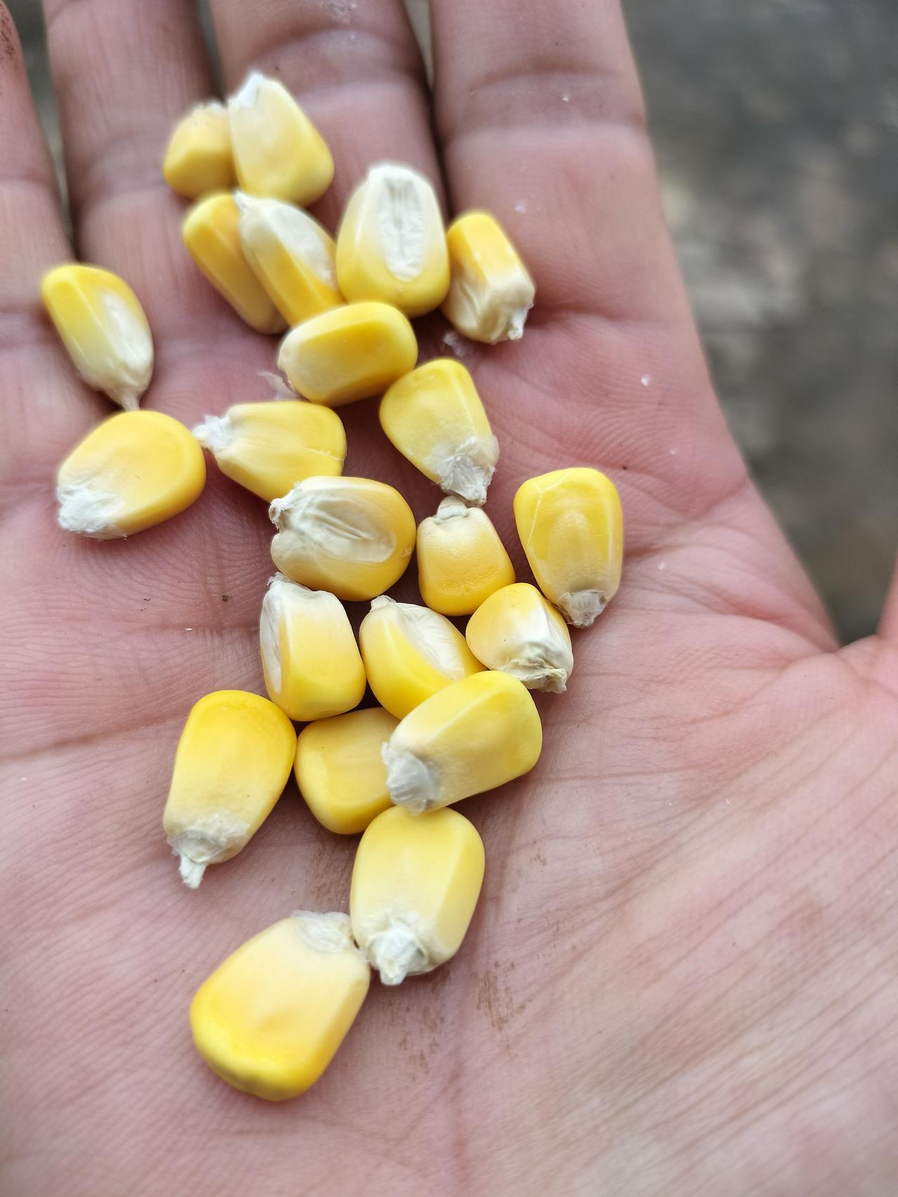 这是我买的黄金糯玉米，2元钱小一包，砍价1元钱买到了，房东阿姨说要先泡水，泡松软