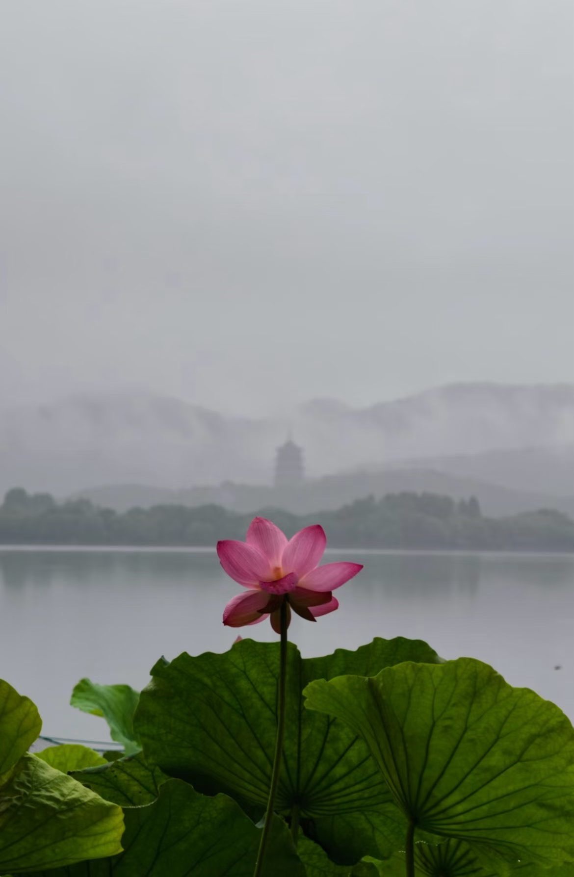 我给刚认识的山东朋友看了杭州图他们已经无限向往烟雨江南了哈哈哈哈哈哈，杭州快40
