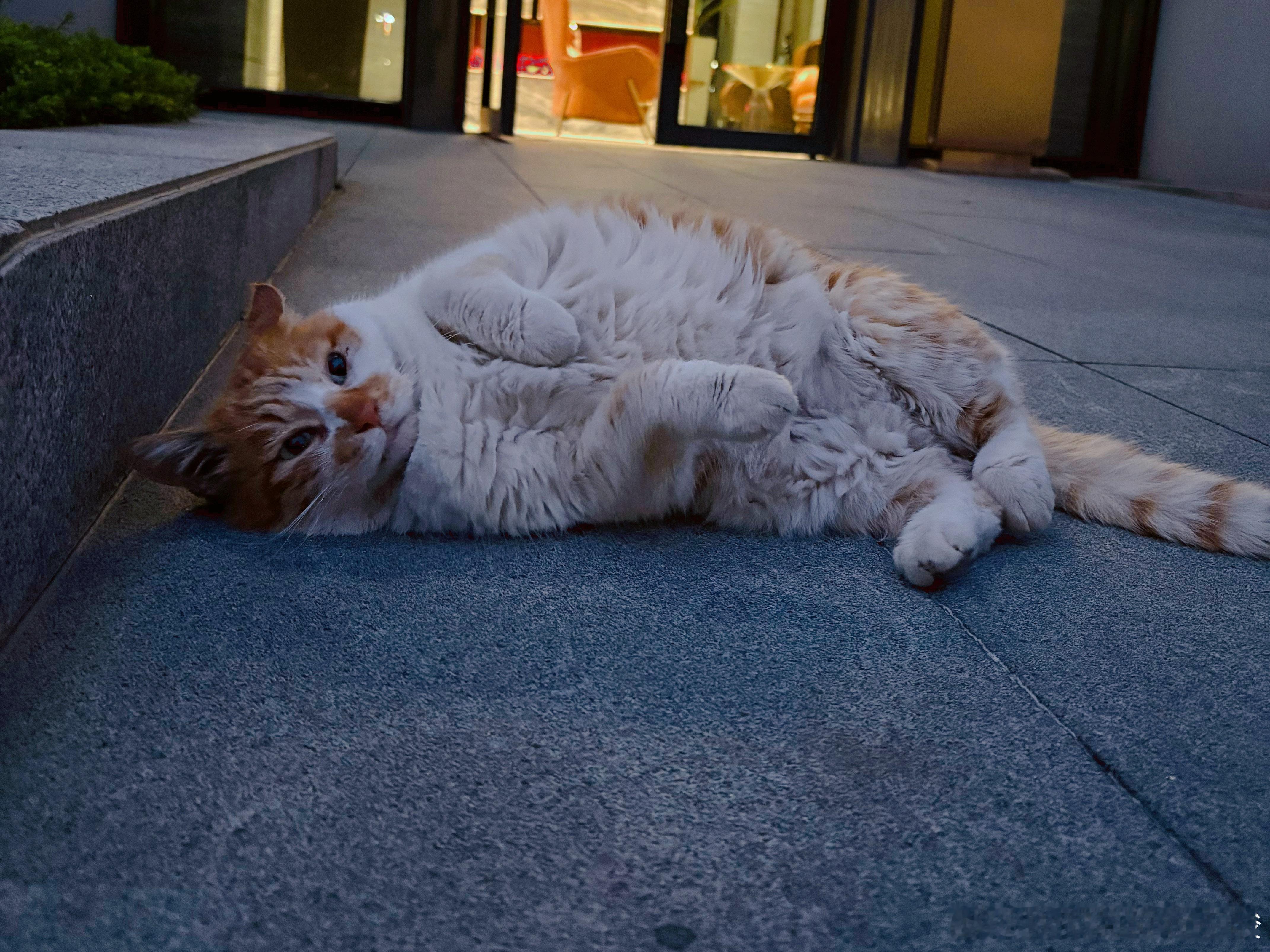 撒娇来着日常吸猫短短