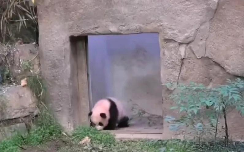 睿辉出外场了[庆祝][庆祝][庆祝]
依然记得第一次mini福出外场的模样
谨慎