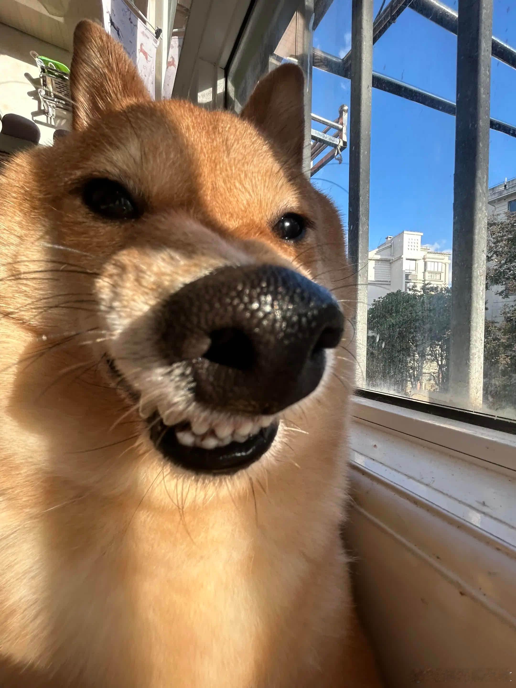 你哄哄我我哄哄你 我们就这样咪咪喵喵汪汪嗷嗷在一起一辈子૮˵>ㅿ<˵ა萌宠宠物