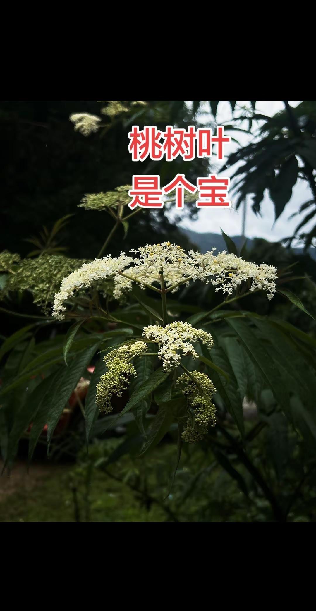 今日19:00在北京昌平九华山庄参加利百文群星时刻，与马克·艾伦等名将同台，美女