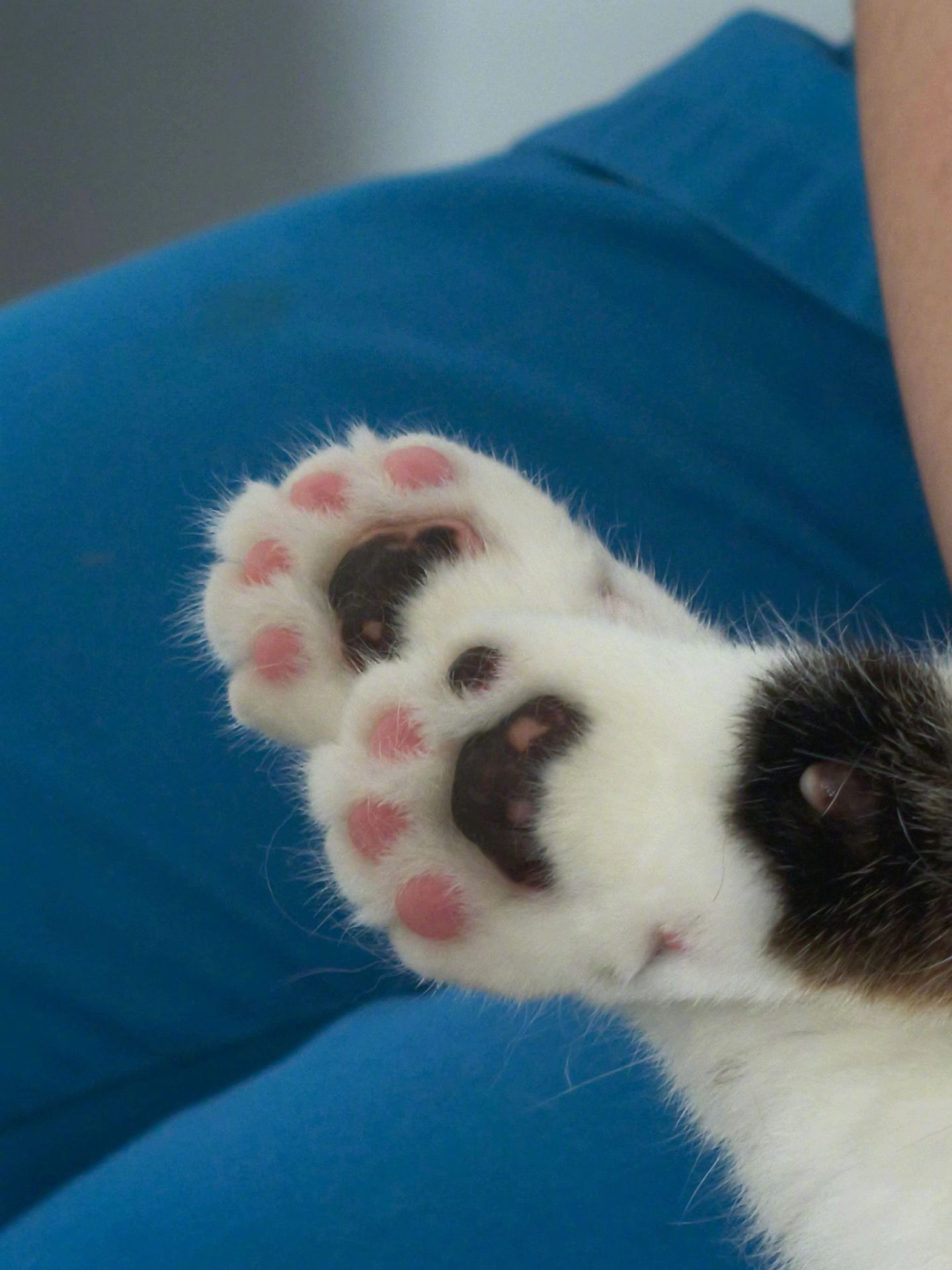 粉色小熊猫爪！ 