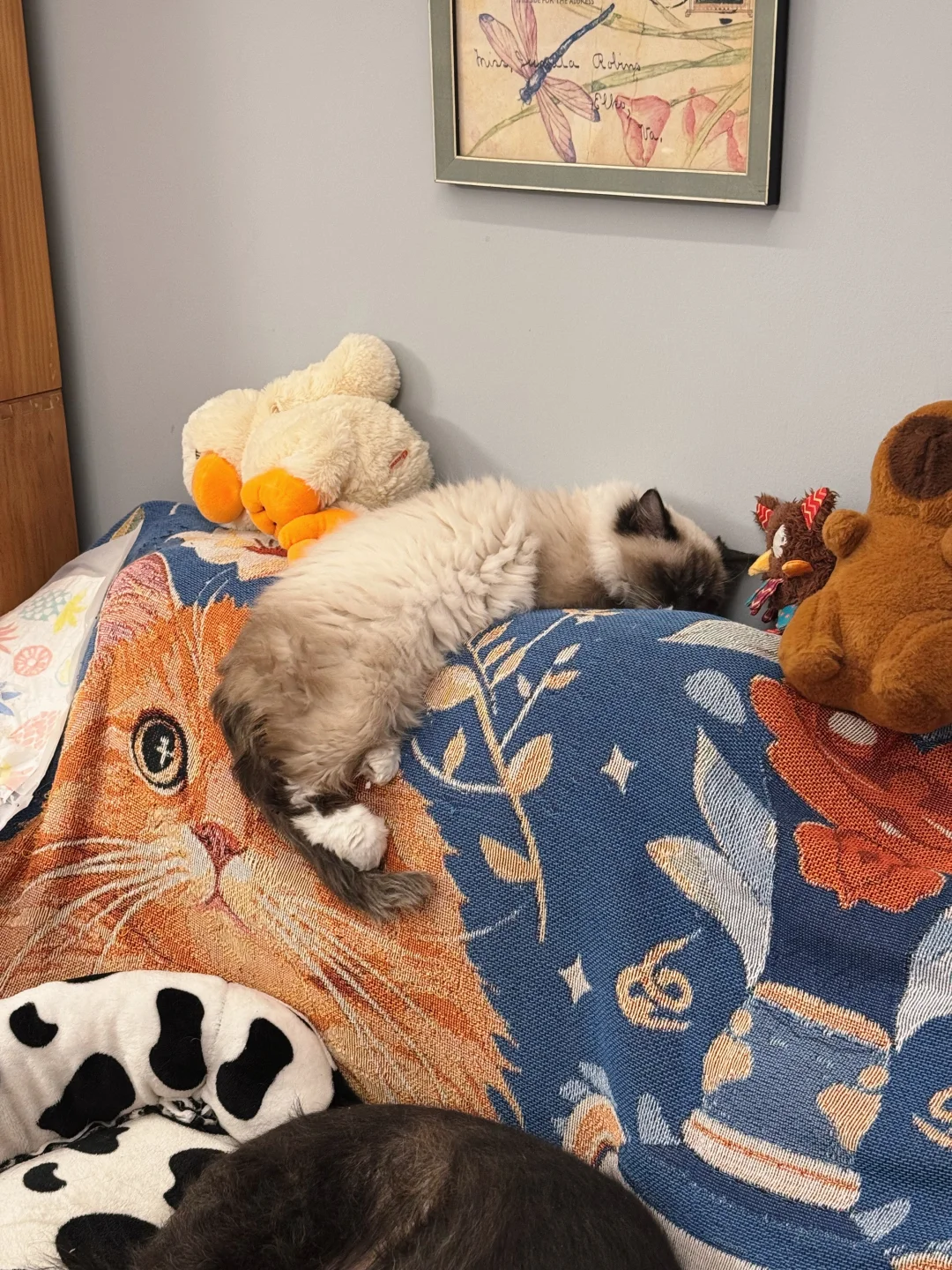 猫咪睡姿大赏🐈