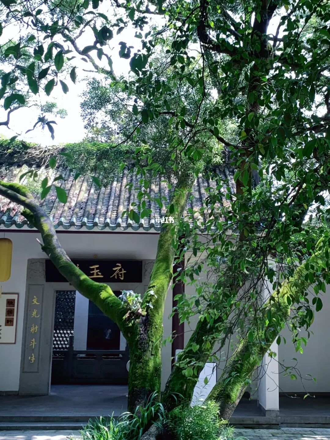 白云山摩星岭14公里徒步🌳秋天出游好时节
