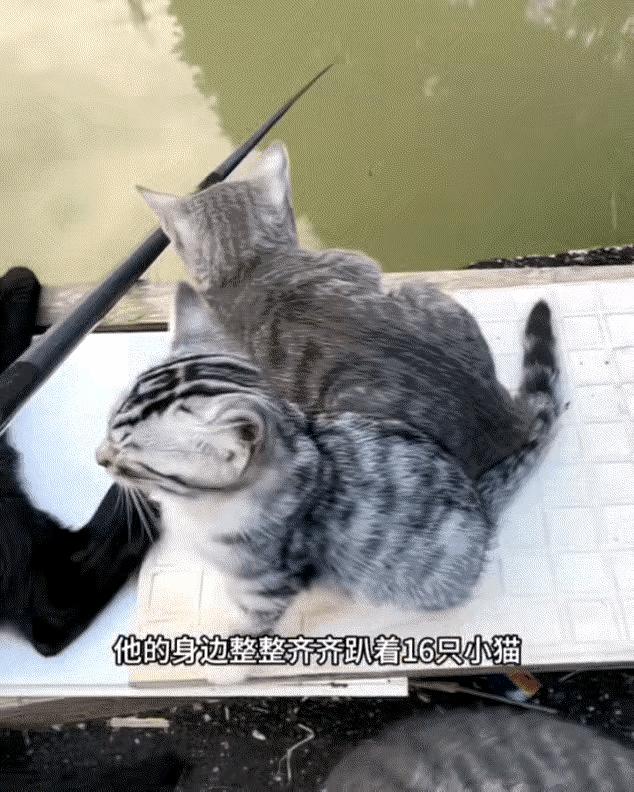 广东这事儿，真的，刷到的时候我第一反应是：这哪是钓鱼，这是开猫咪粉丝见面会呢。