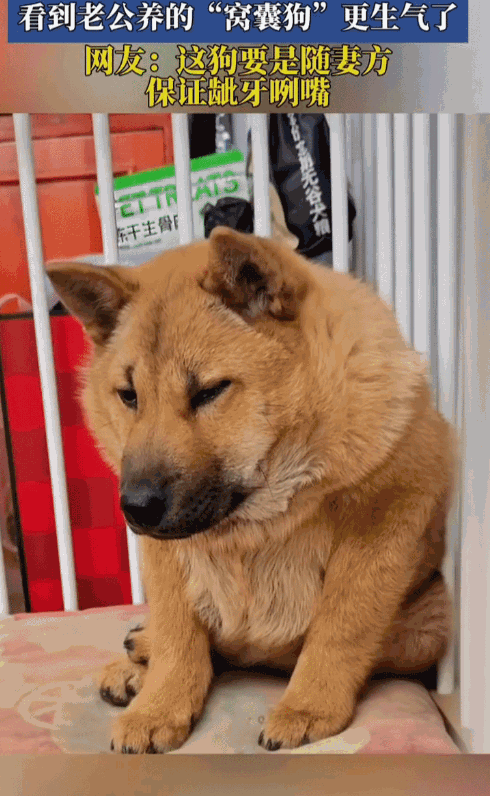 女子跟老公吵架后，看到老公养的狗狗，正夹着尾巴蹲在角落里，怯怯地望着自己。女子气