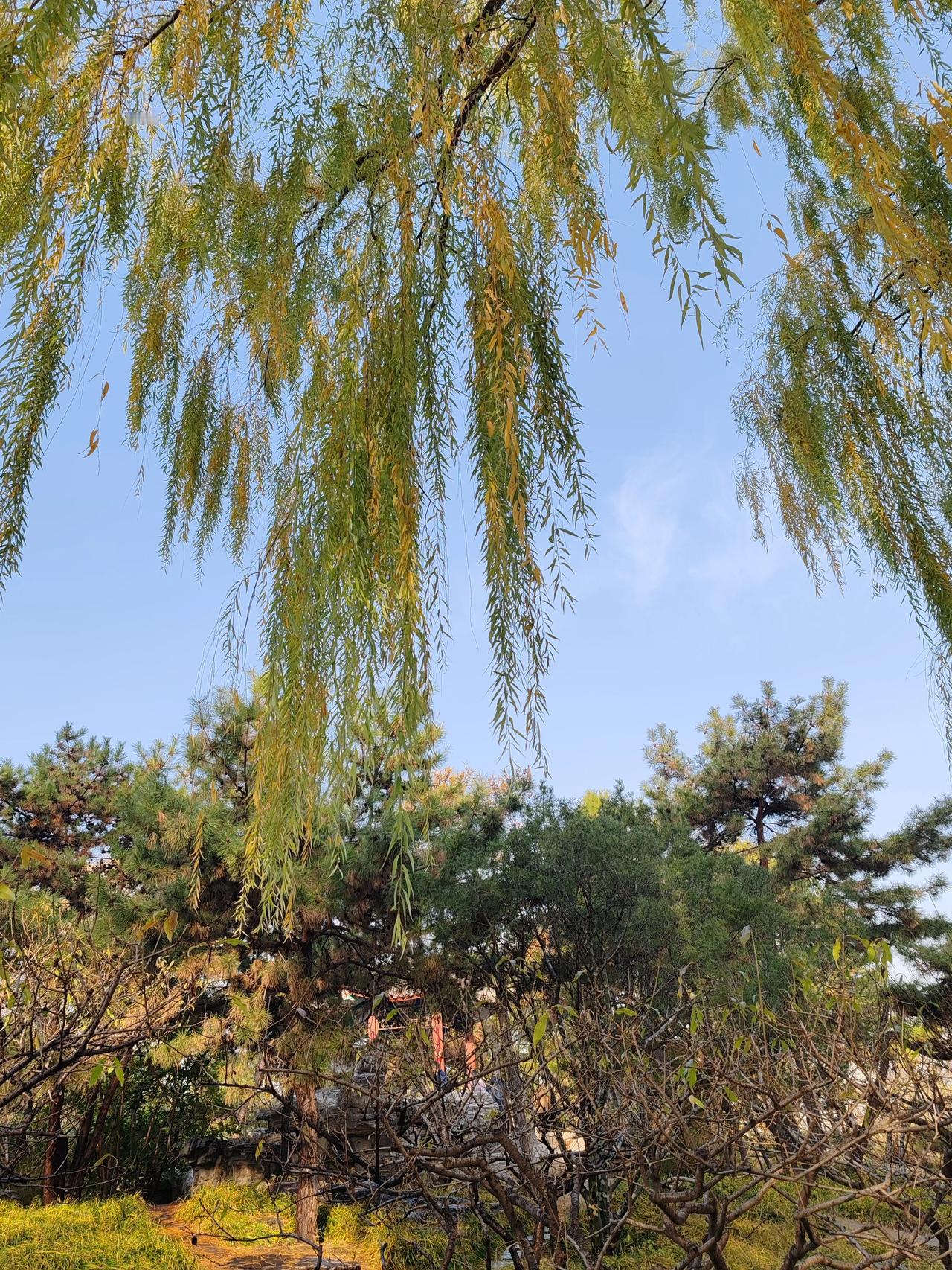 一张图证明冬天来了随手拍。