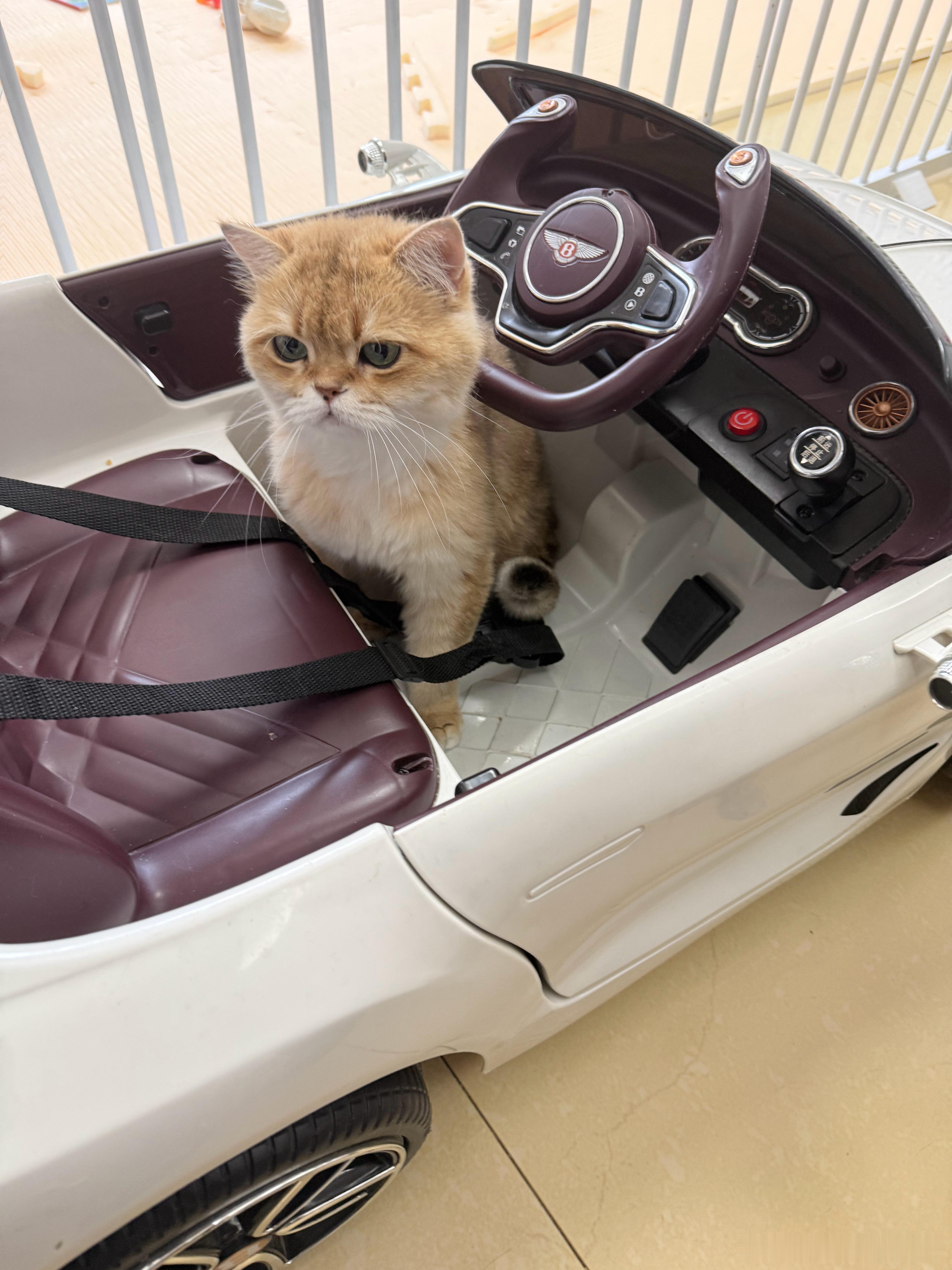 UU像不像毛绒文具萌宠猫咪