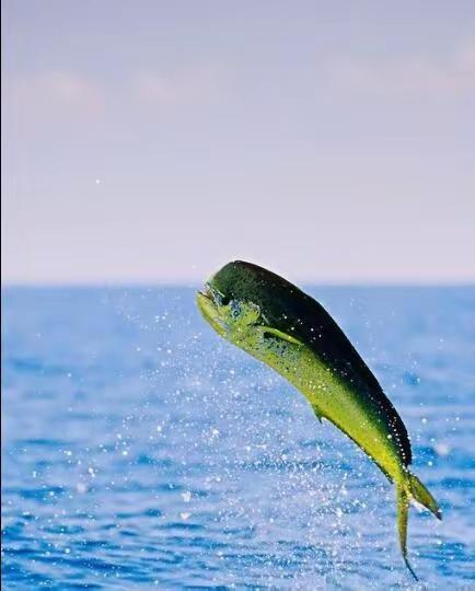 鲯鳅，也叫鬼头刀，热带海域鱼种。速度快可以跃离海面追杀飞鱼。