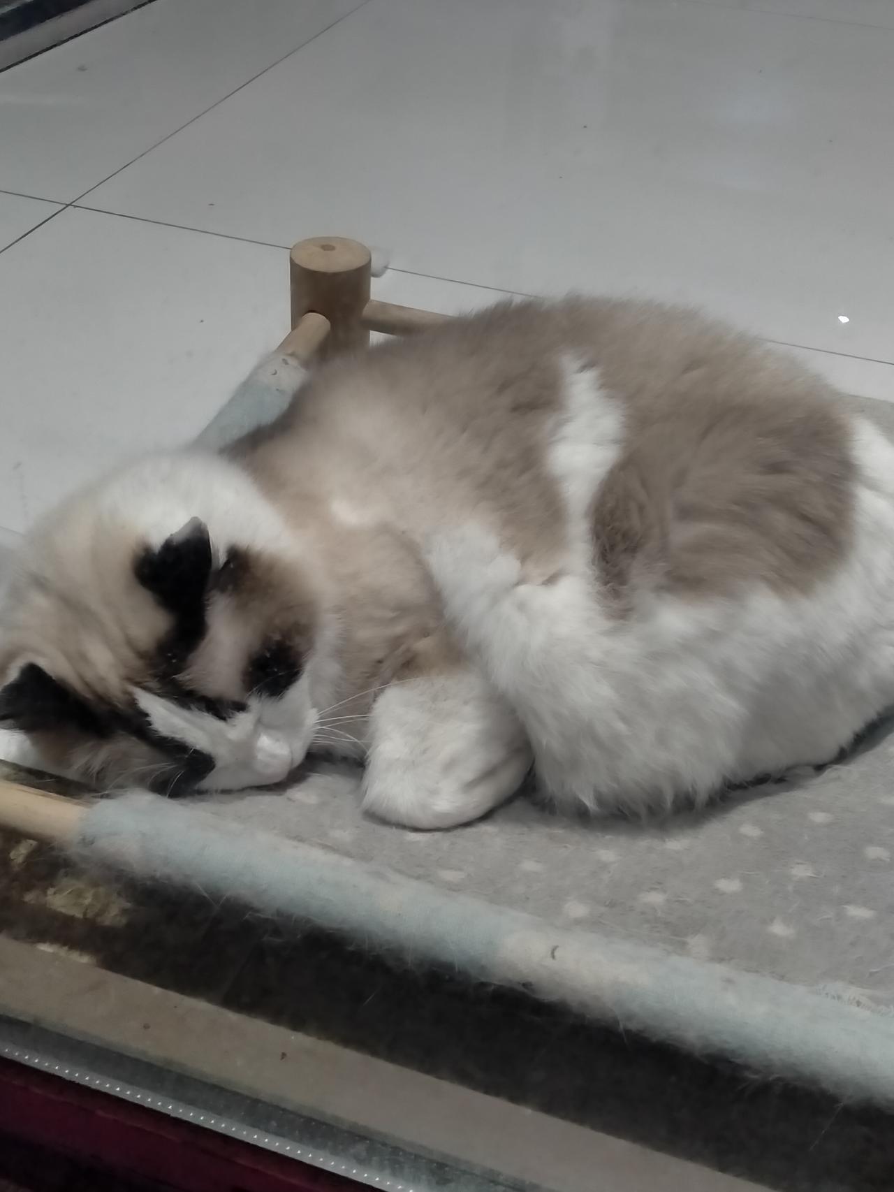 文哥这烧饼可能真的不是潍坊烧饼，我们这都是吊炉的，你这个一看就不是正宗潍坊烧饼，